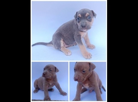 pit bul 01.jpg